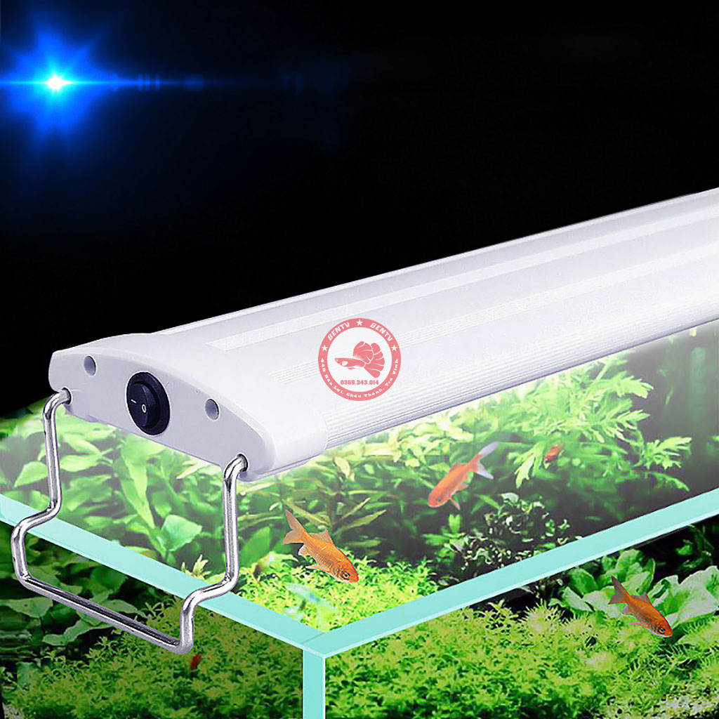 Đèn led cho hồ thủy sinh - đèn led gán thành hồ cá tép