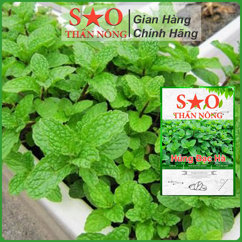 Hạt giống hùng bạc hà - Húng lùi nhanh thu hoạch trồng quanh năm  hạt giống rau thơm thương hiệu Sao thần Nông