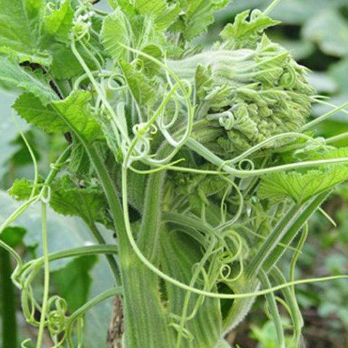 Hạt giống bí đỏ lấy ngọn
