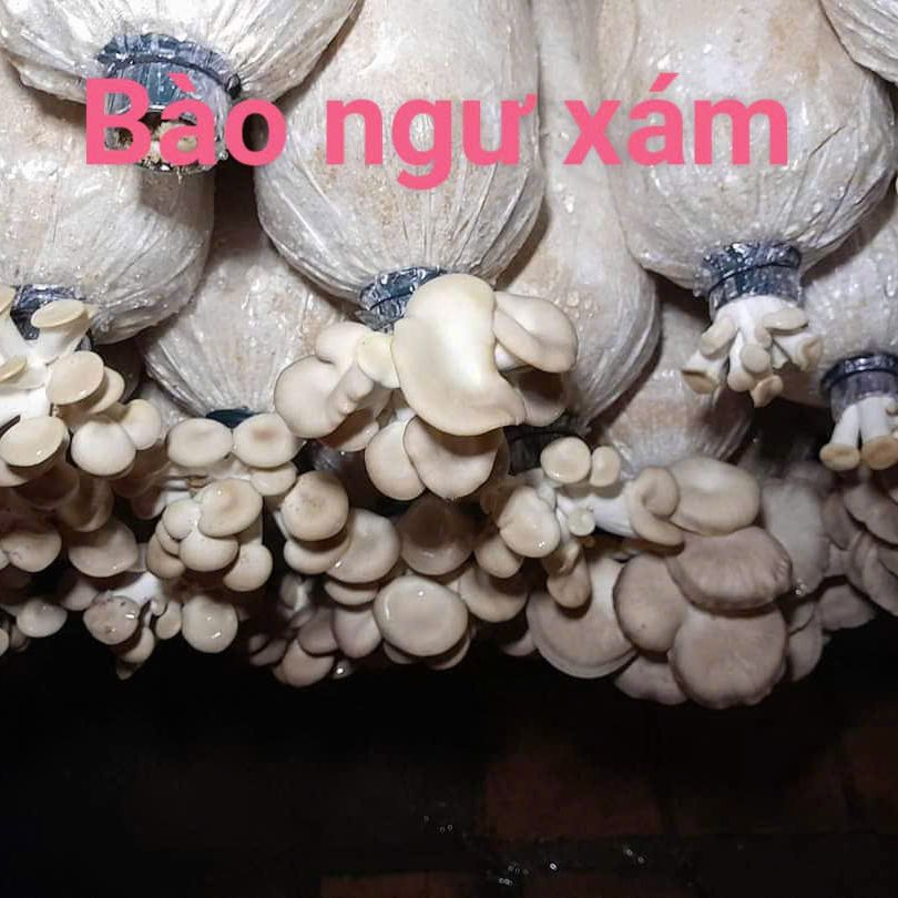 Phôi nấm bào ngư (3 phôi)