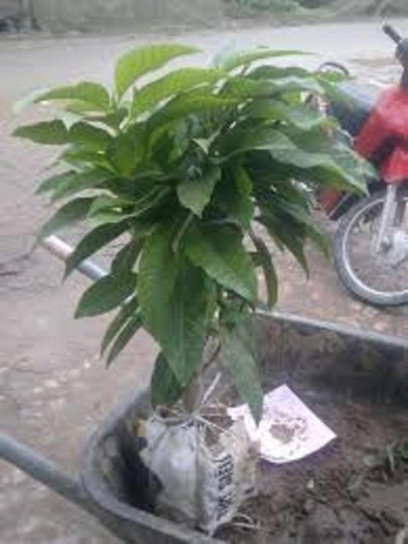 BẦU CÂY GIỐNG CÂY NGỌC LAN HOA VÀNG (CÂY HOÀNG LAN) - CGCNLHV