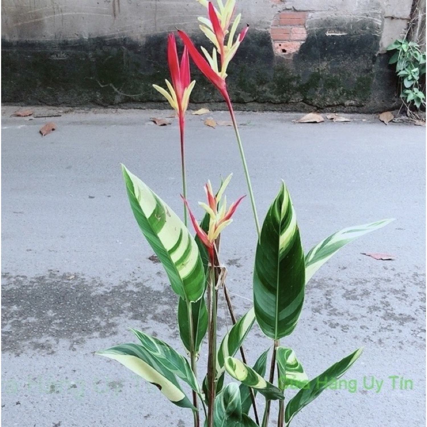 Cây chuối mỏ két lá 2 màu