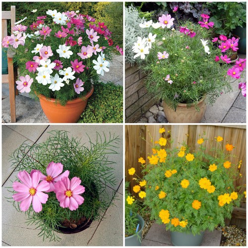 Hạt giống hoa cúc sao nhái lùn nhiều màu - 50 hạt