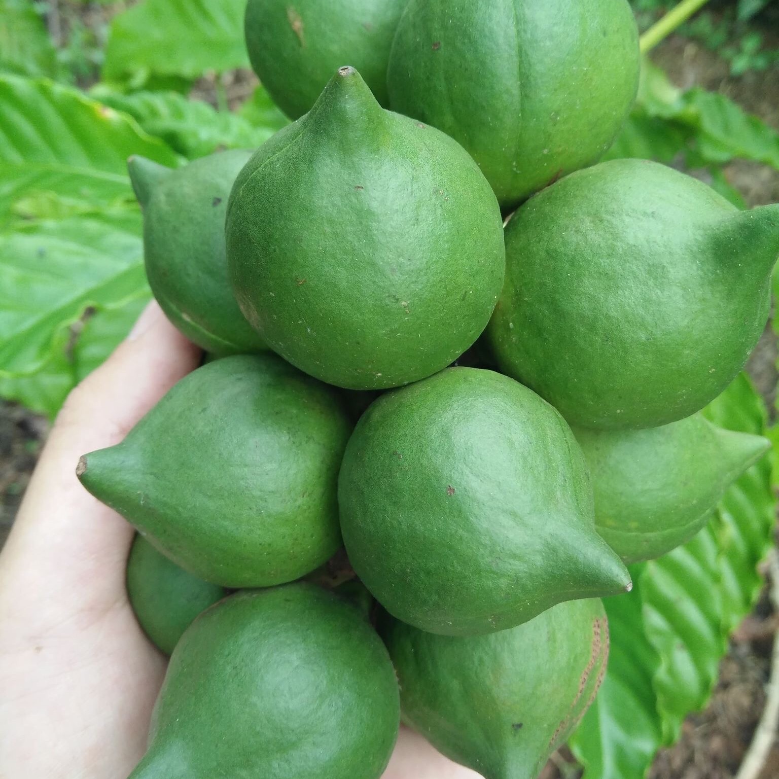 500gr hạt macca tươi đã tách vỏ xanh