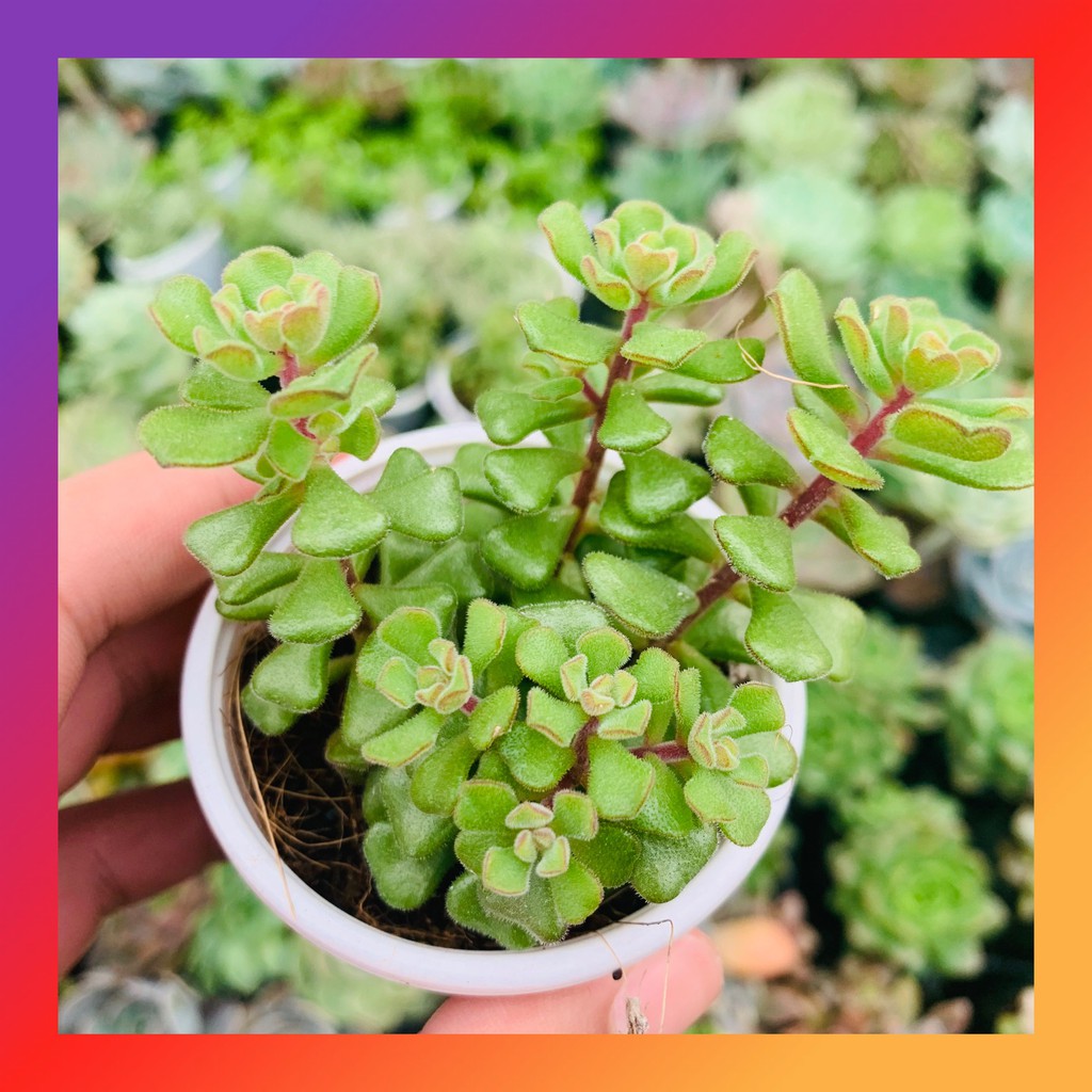 SEN ĐÁ SENDUM HOA HỒNG PHÁP SIZE BÉ LỖI 1 ĐỔI 1