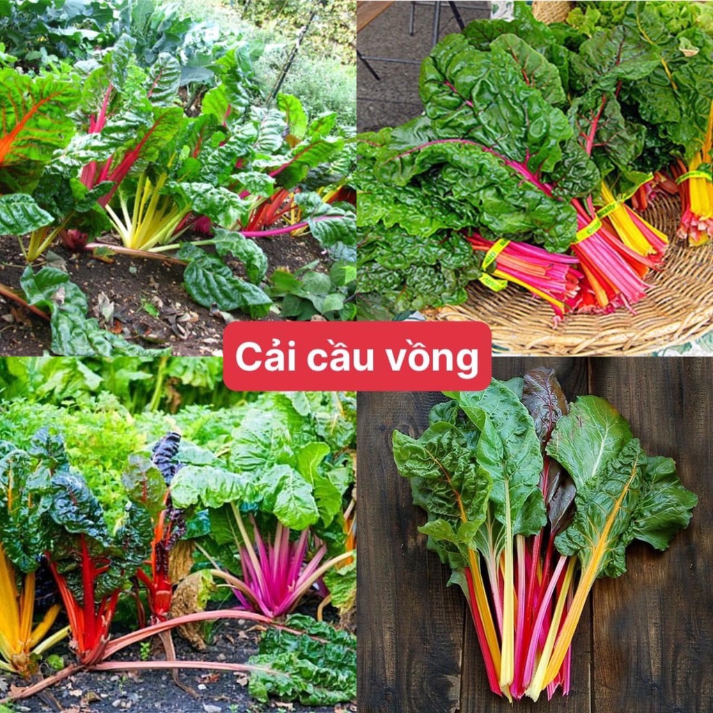 Hạt giống rau Cải Cầu Vồng ,Cải 7 sắc cầu vồng -gói 2 gram