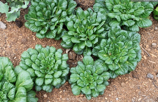 Hạt giống cải hoa hồng 5GR, dễ trồng, Green seed