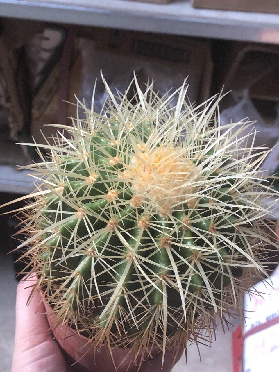 Xương rồng kim hổ size to
