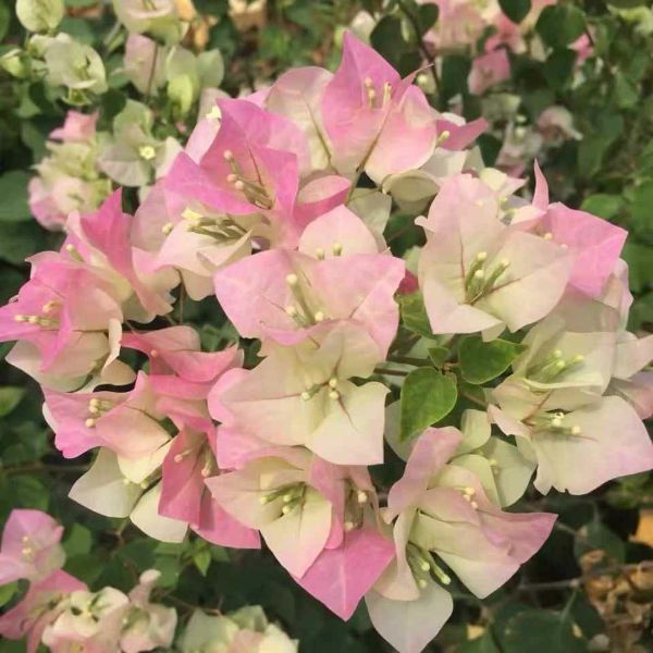 [Cây giống hoa] Bông Giấy phớt hồng Indo - Thegioiraumam