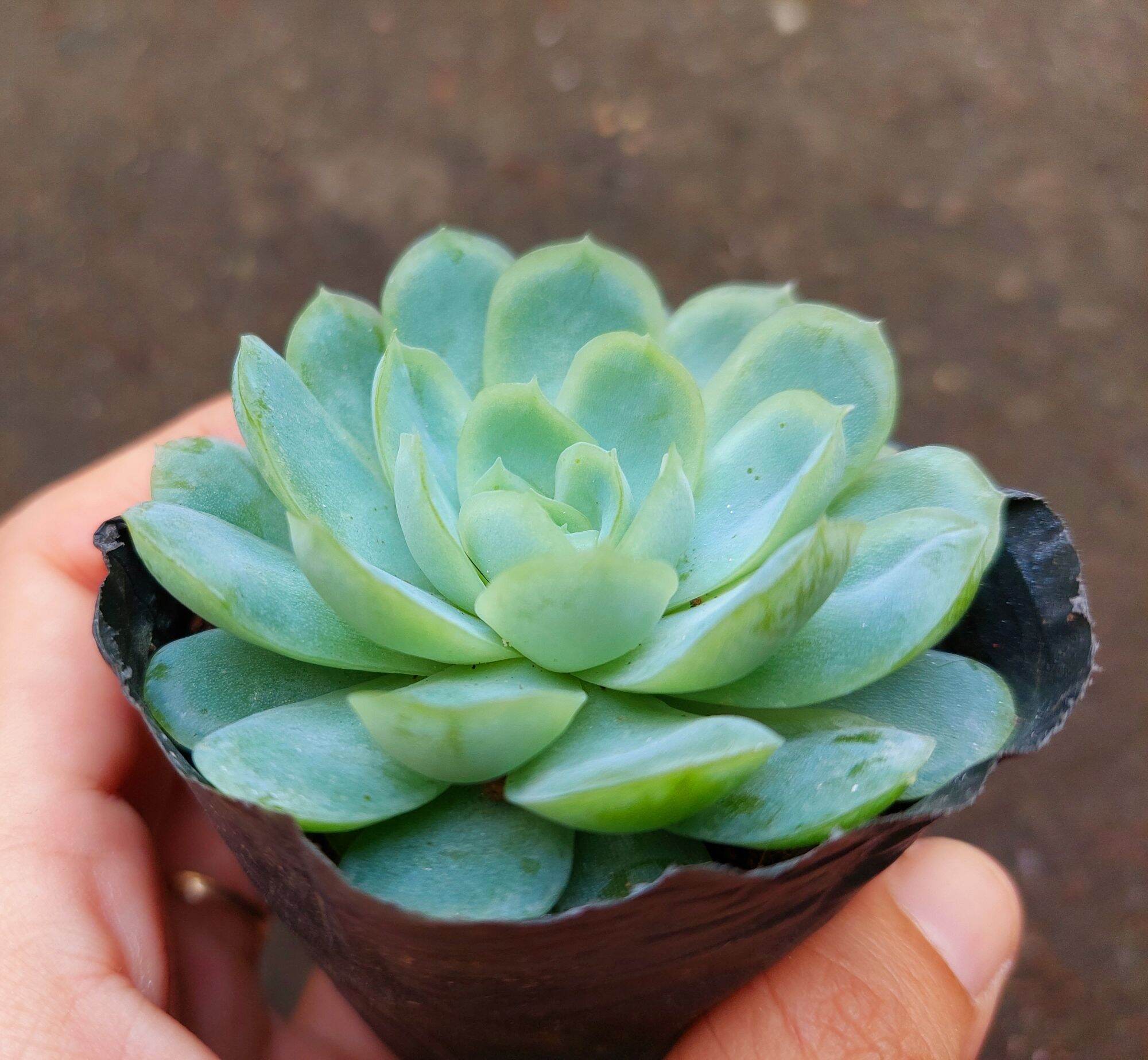 Sen đá bông mai size bầu 3- 5 cm