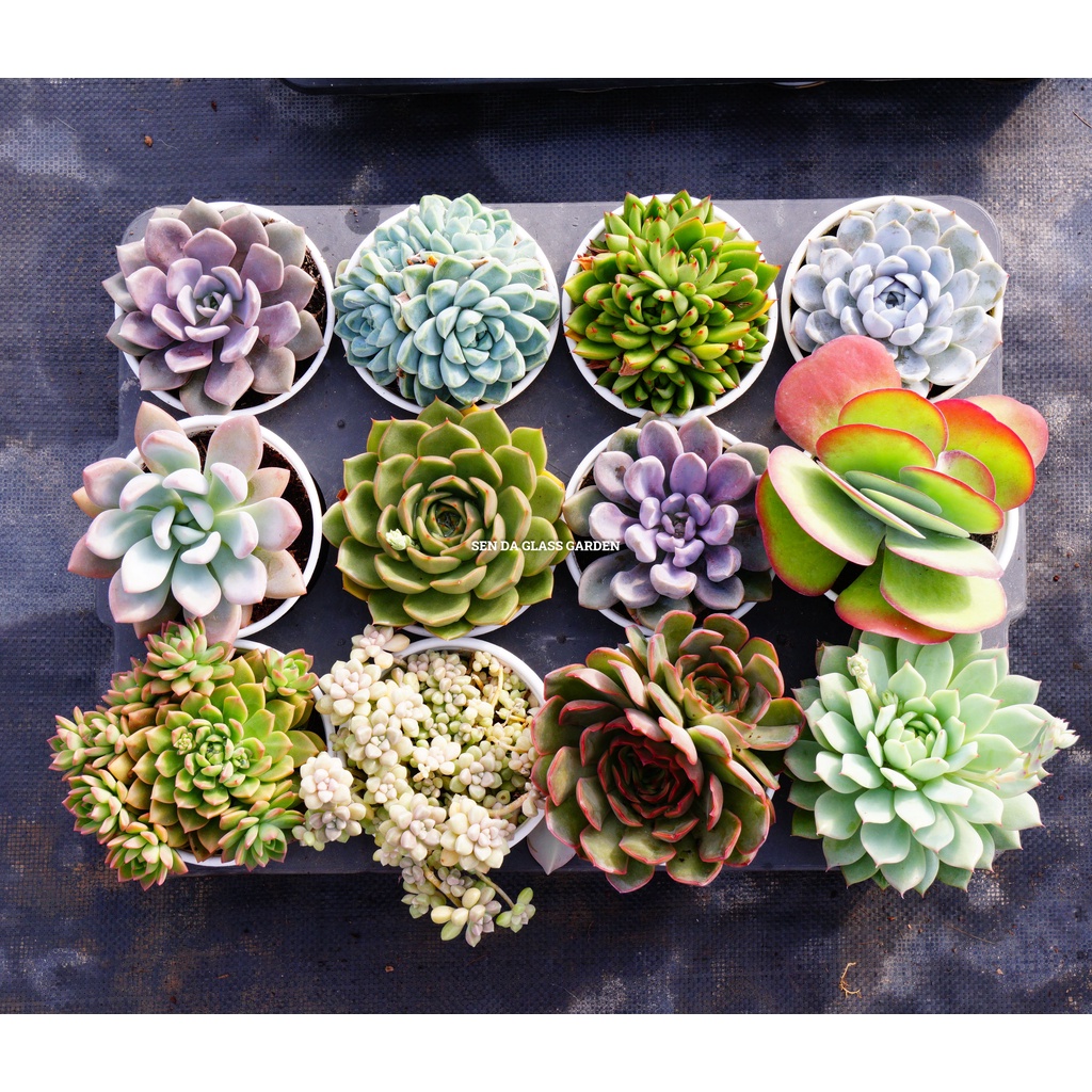 Combo 9 chậu sen đá châu trung 10-12cm glass garden, sen đá đà lạt thuần khí hậu.