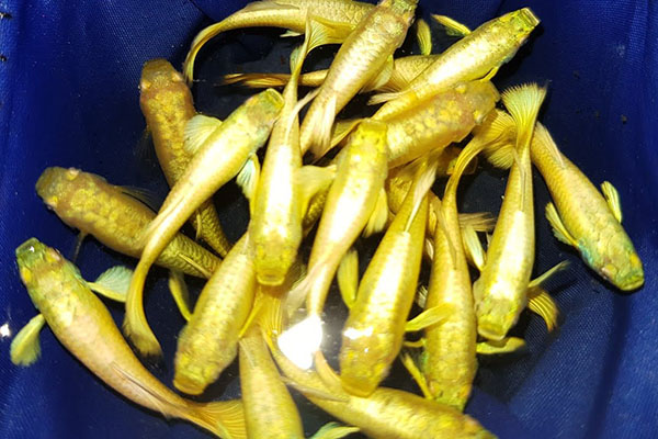 cá 7 màu full gold - trang trí hồ