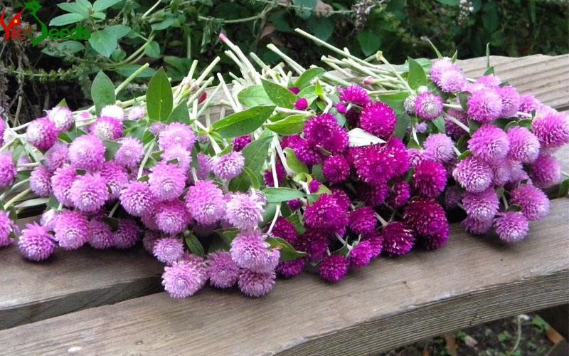 50 hạt giống hoa cúc bách nhật nhiều màu hoa