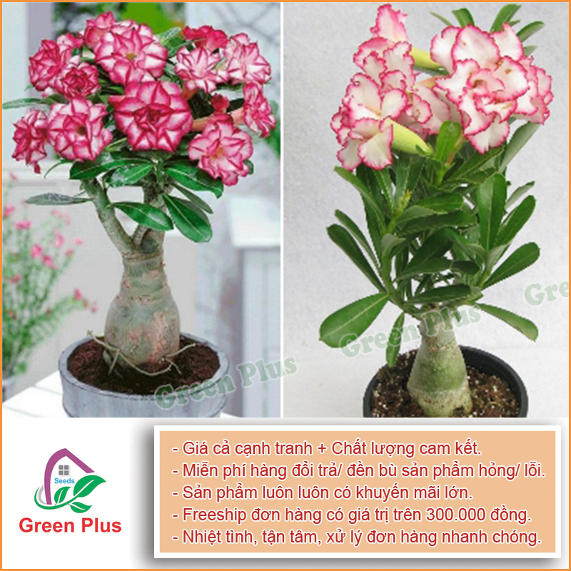 Hạt giống hoa Sứ Thái F1- Gói 5 hạt, được cung cấp bởi Green Plus, xuất xứ Thái Lan đóng gói tại VN, chịu nhiệt 15 – 35 độ