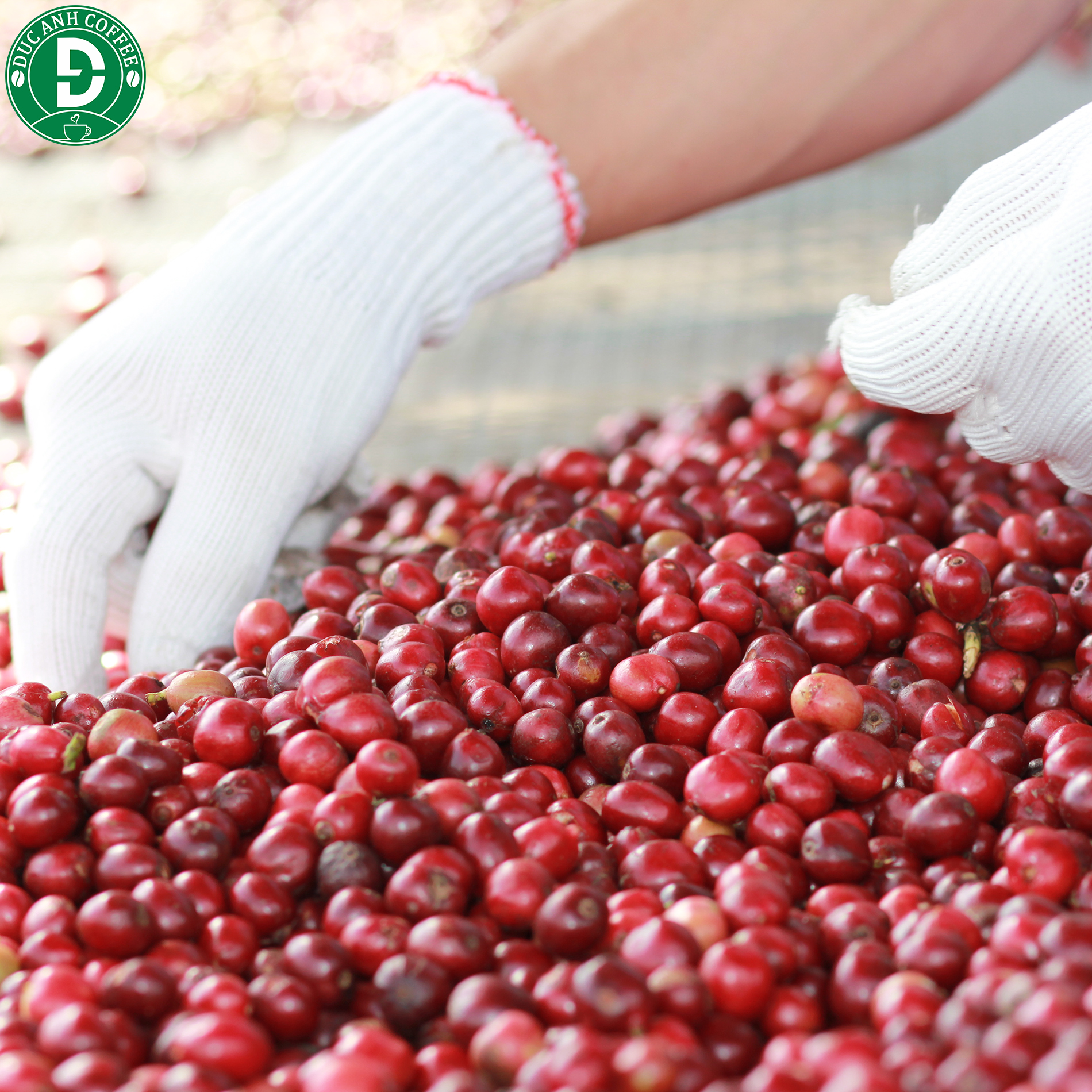 1kg cà phê rang mộc DUC ANH COFFEE đủ loại tỉ lệ dễ dàng chọn lựa - xay dùng pha phin, cafe pha máy, cafe hạt - cà phê nguyên chất