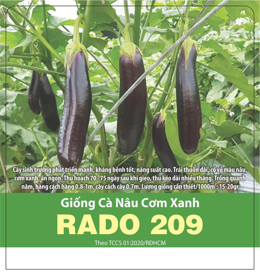 Hạt giống cà nâu cơm xanh 0.5gr