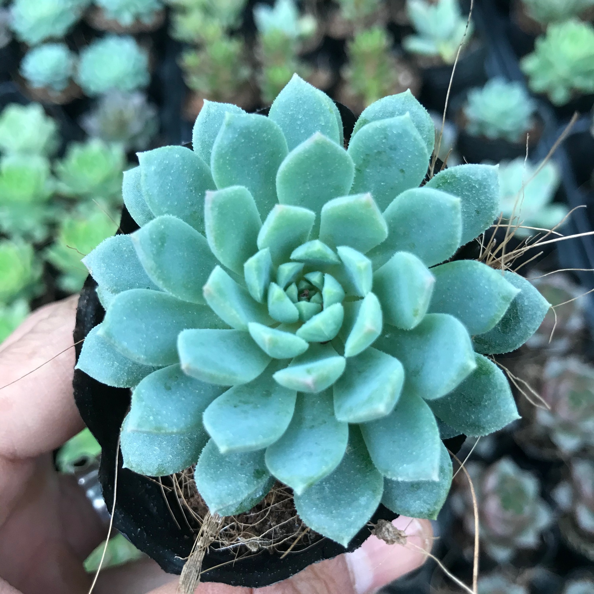 Sen nhím xanh, sen đá có ý nghĩa cho một tình bạn, tình yêu vĩnh cửu, về phong thủy nó còn mang ý nghĩa sung túc và đầm ấm trong gia đình