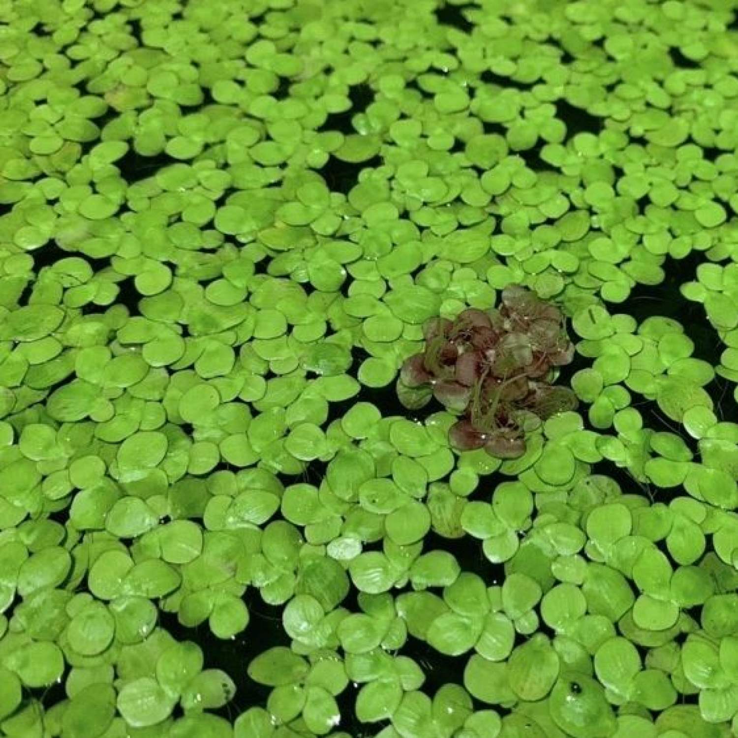 Bèo cám Siêu lọc nước