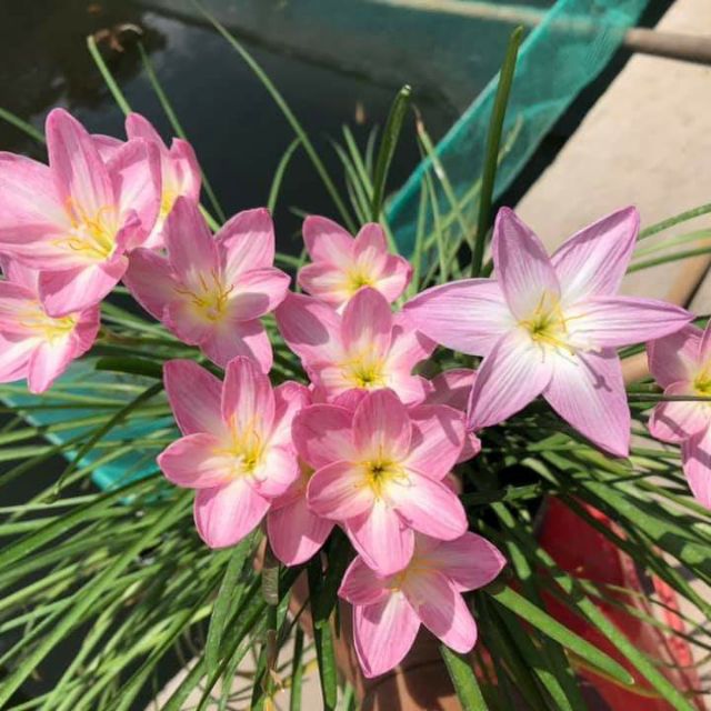 1 Củ Huệ Mưa Hồng (Zodiac Suprise) (Hình Củ 5,6,7,8)