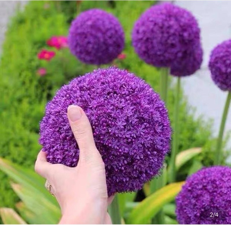 🍀hàng đẹp🍀củ hoa cầu tuyết hoa chuẩn tết