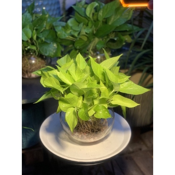 Trầu bà thái vàng