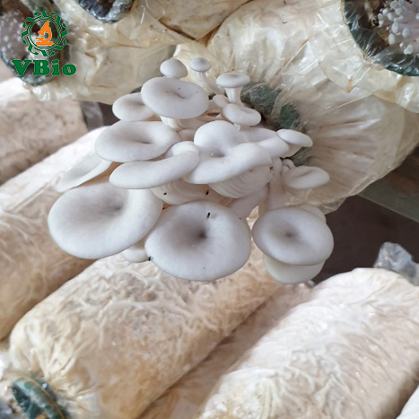 Phôi nấm sò trắng - Phôi nấm bào ngư