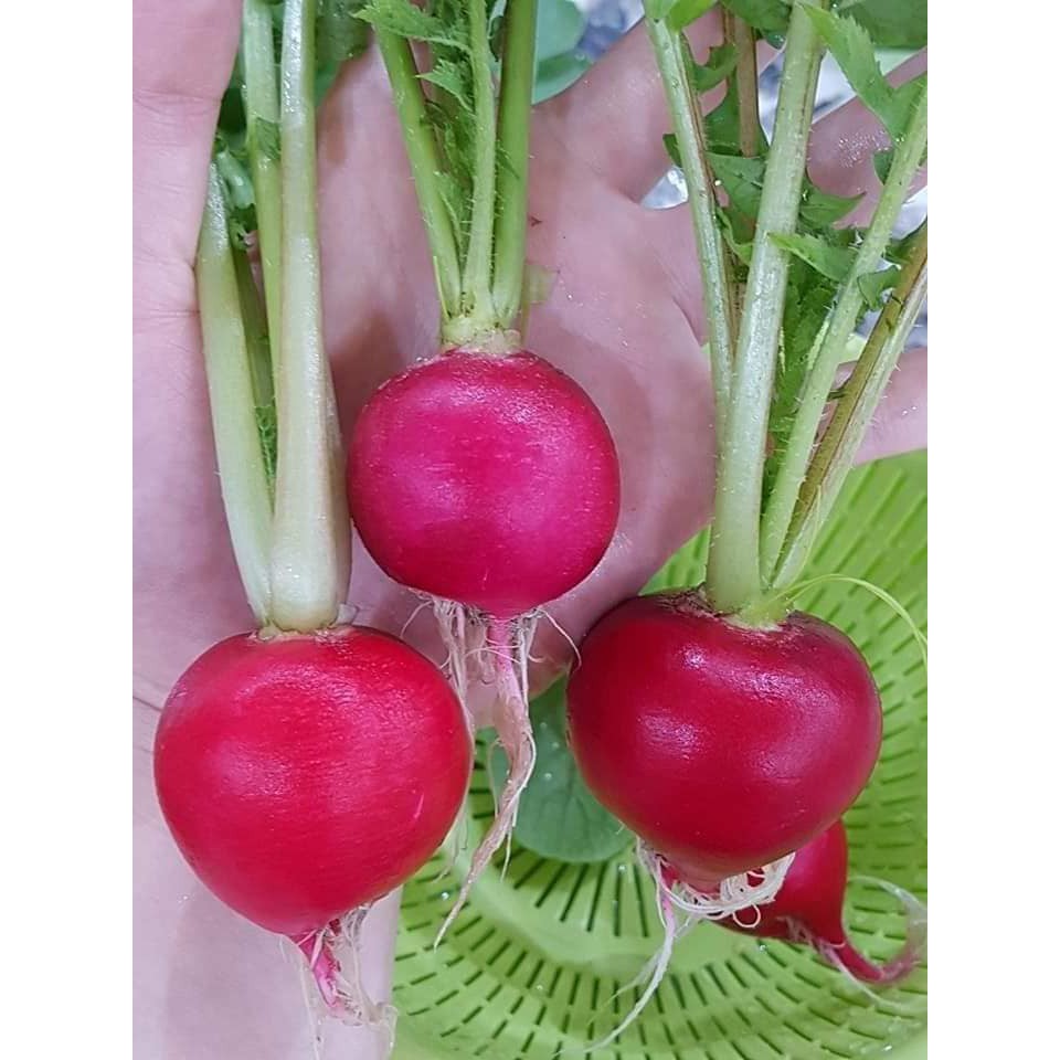 Ma32c gói 50 hạt giống củ cải đỏ cherry - cưng xỉu luôn về vẻ đẹp của e ý - củ cải đỏ đức