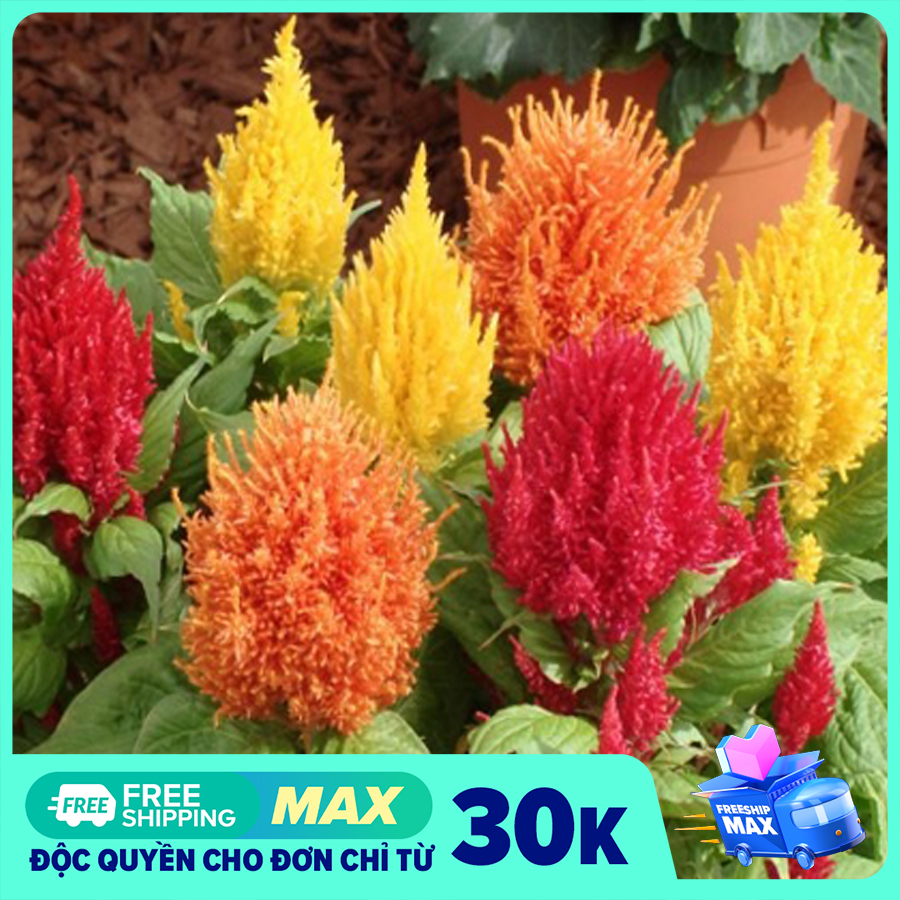Gói 100 Hạt giống hoa Màu Gà Lửa (tặng hướng dẫn trồng)