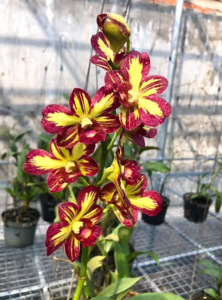 Dendro Chớp Vàng Đỏ 5%