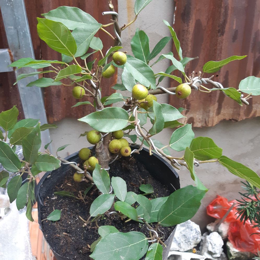 sung bonsai siêu trái