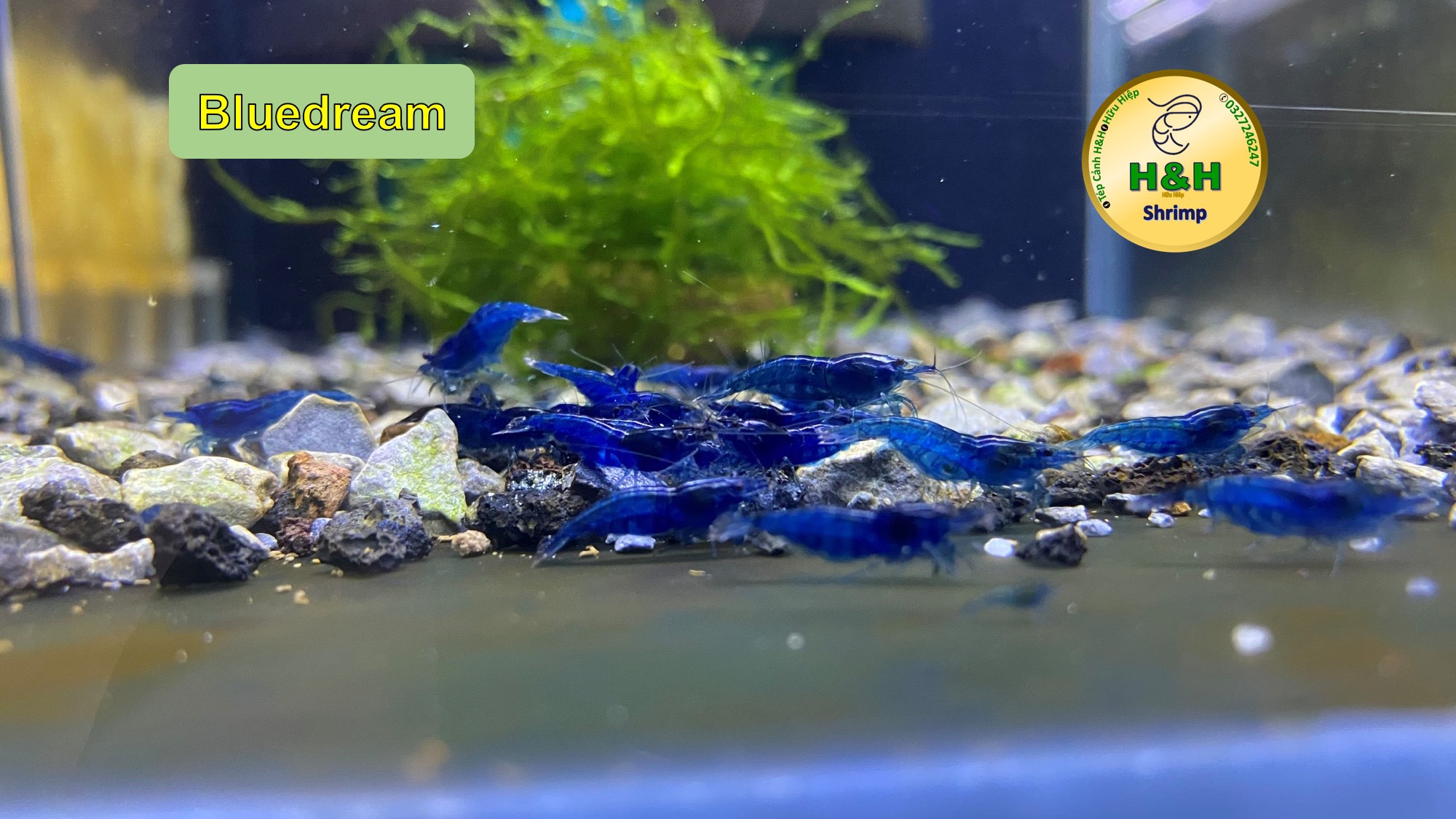 Tép cảnh bluedream trang trí cho bể thủy sinh