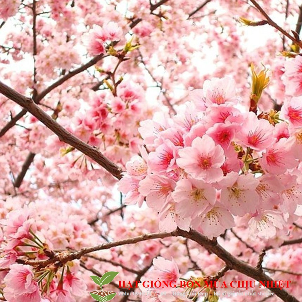 74A Hạt Giống Hoa Anh Đào Đẹp Mê Hồn Gói 10 Hạt Đến Mùa Trồng Tết