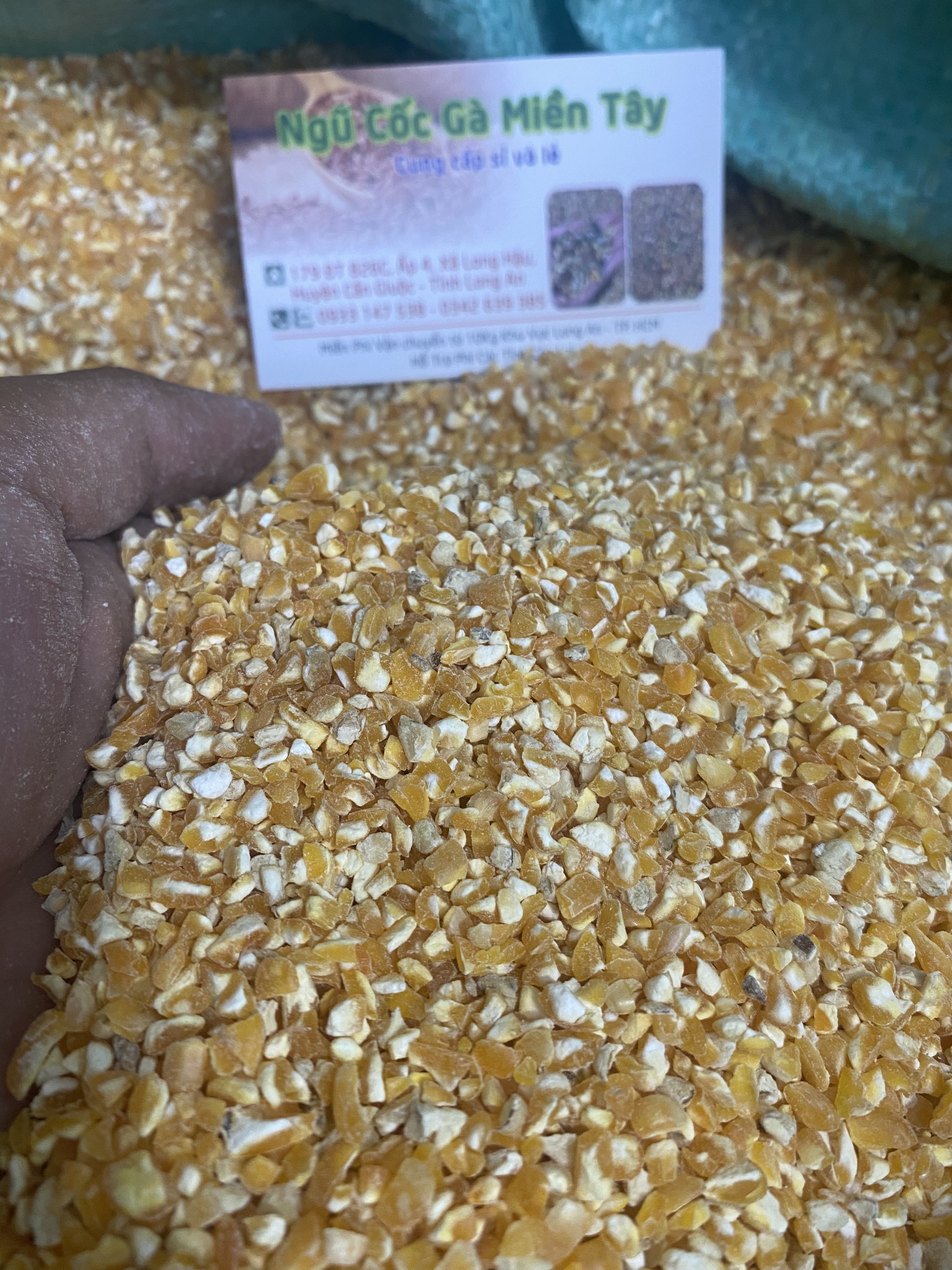 Bắp bể dành cho chim, gà , heo, thủy sản