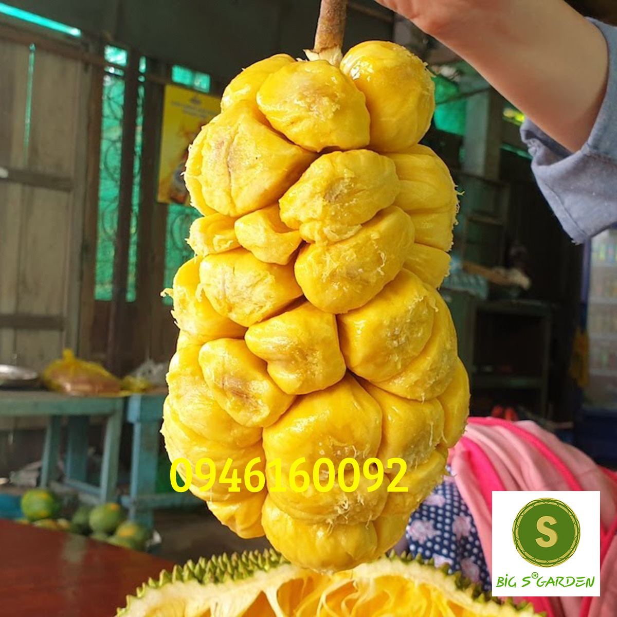 Cây Giống Mít Tố Nữ- Nhiều loại-- freeship 15k