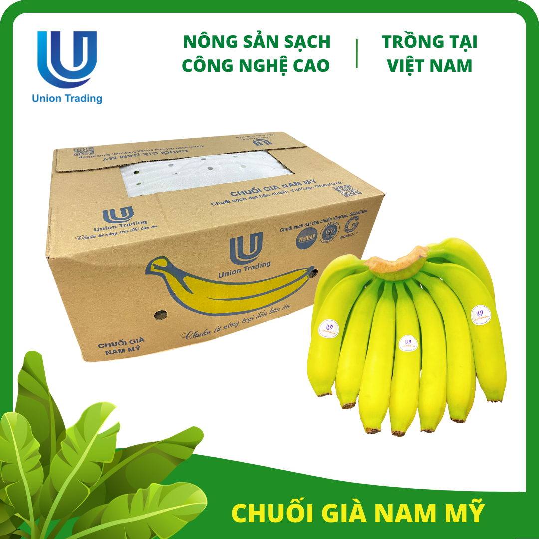 Chuối Tươi Union Trading - Thùng 13Kg - Thơm Dẻo, Giàu Dinh Dưỡng - Trồng Công Nghệ Cao Tại Việt Nam