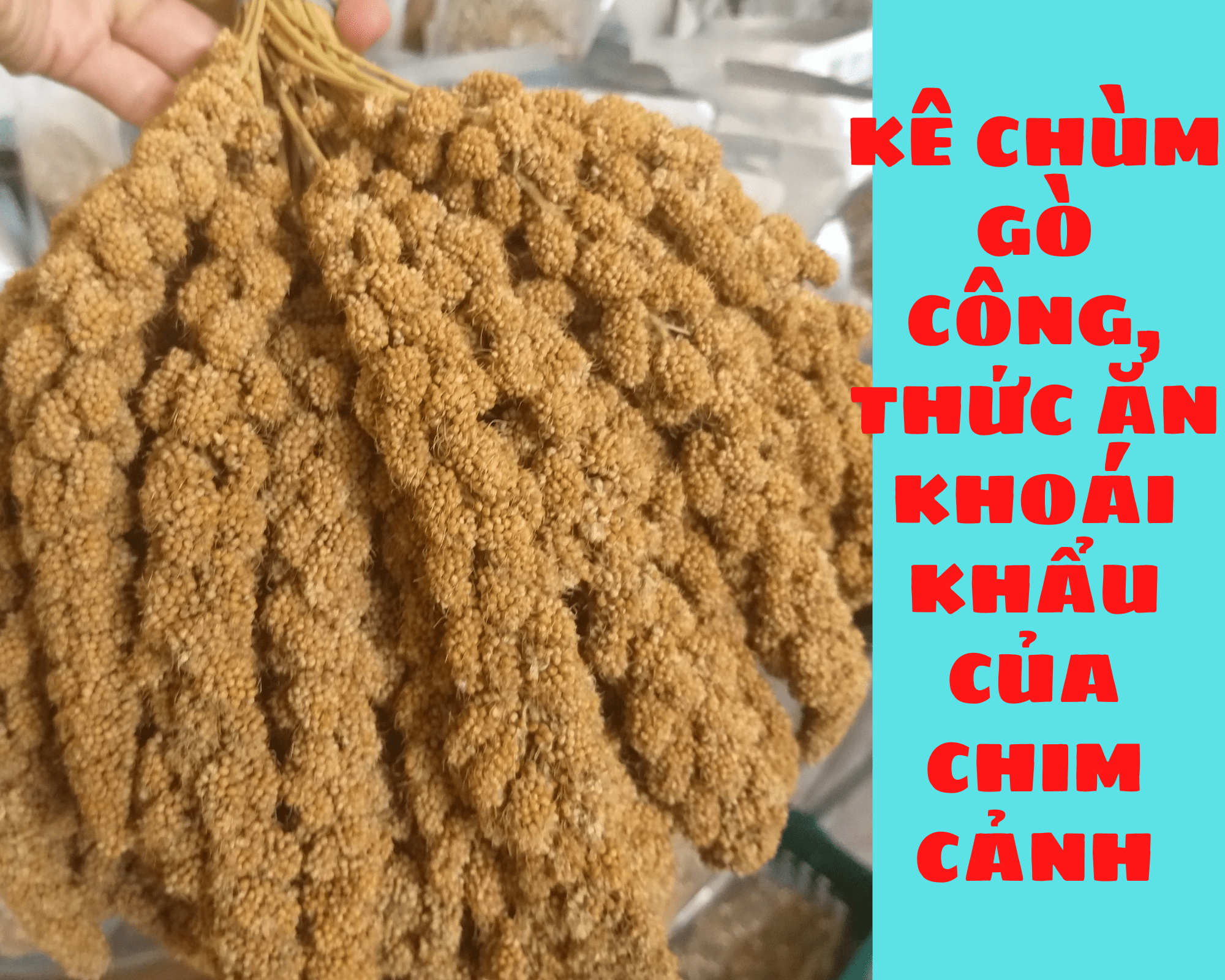 Kê chùm giúp chim hoạt bát, nhanh nhẹ, dễ tiêu hoá. Món ăn khoái khẩu của chim cảnh. 1kg