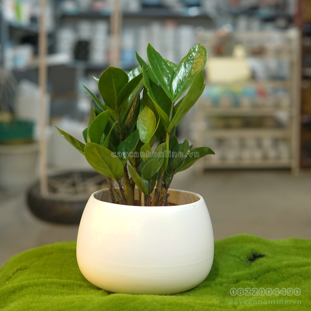 Chậu hạt dẻ S2 loại to trồng cây cảnh để bàn phong thủy cây văn phòng nội thất