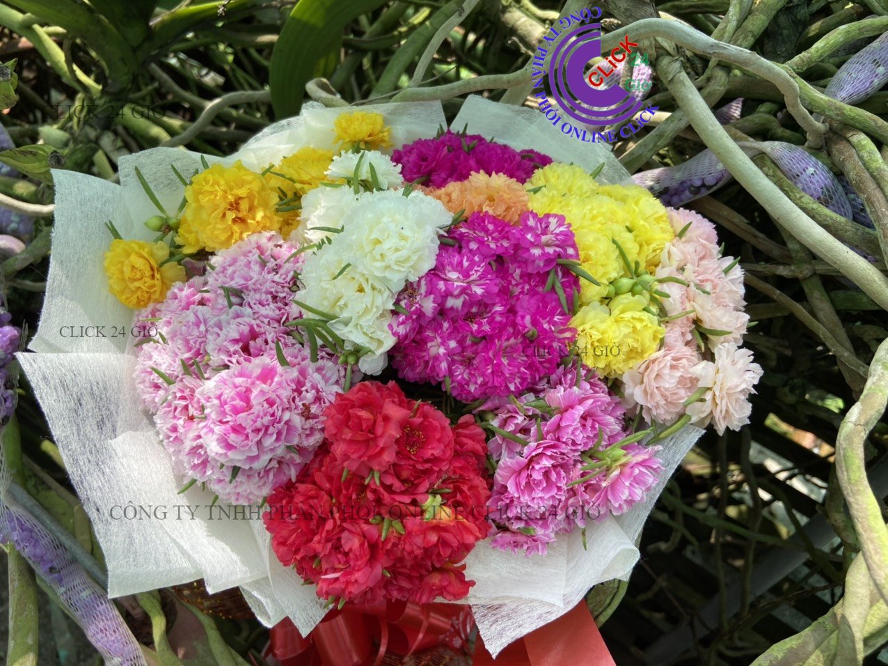 3 ký cành giống 30 màu hoa mười giờ thái đơn và thái kép sưu tầm màu siêu đẹp có cả màu mới hoa mười giờ