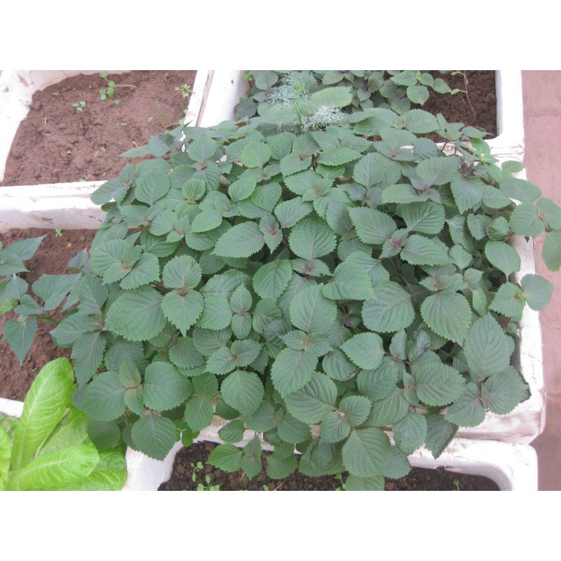 Hạt giống rau tía tô Thuận Đ0iền gói 2g