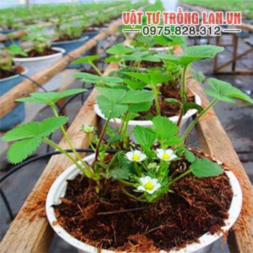 Mụn xơ dừa trồng rau mầm, hoa cảnh 1Kg