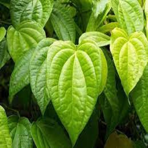 Cây lá trầu không, cây gửi đi đảm bảo chất lượng và tỉ lệ sống 100%