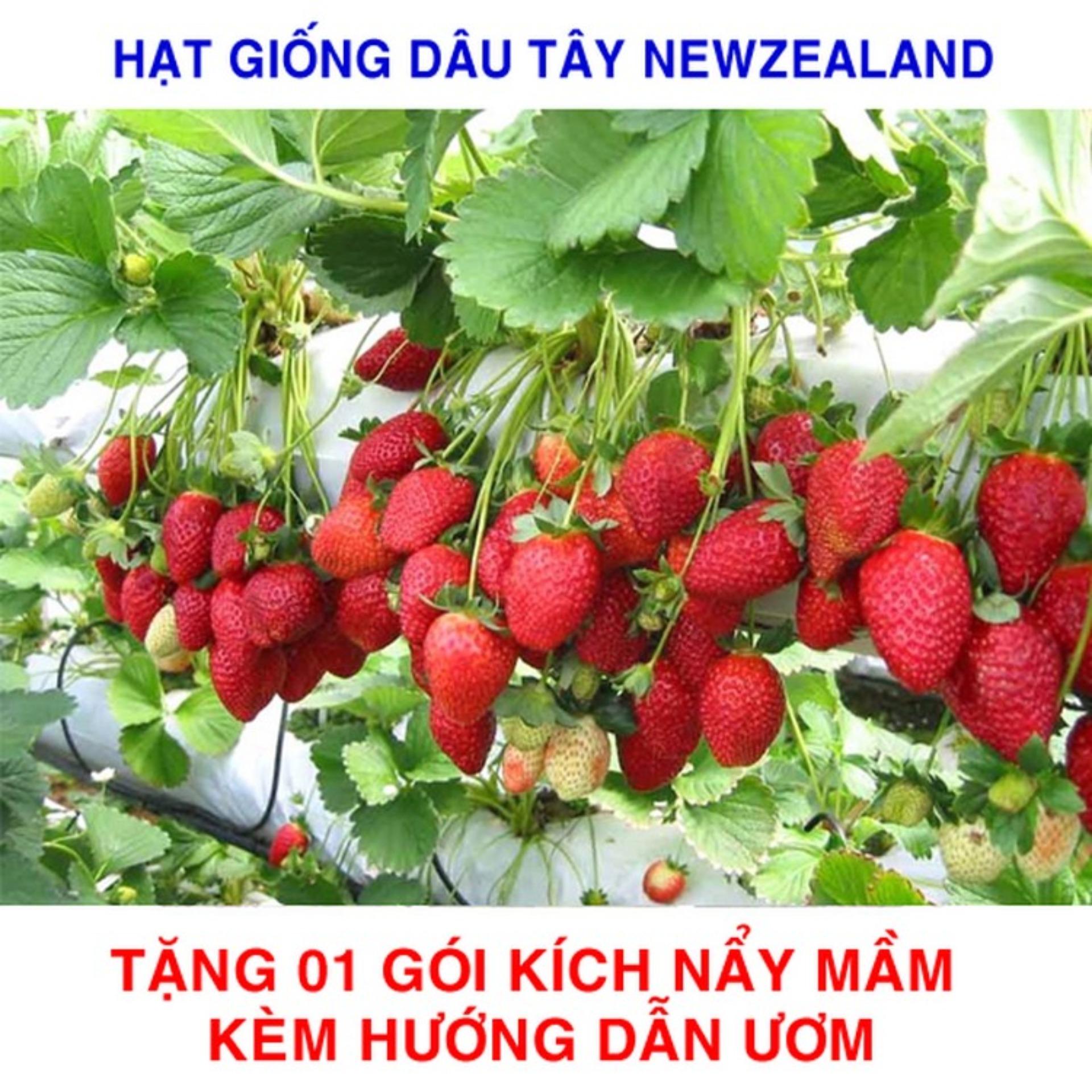 100 Hạt giống Dâu tây đỏ Newzealand (tặng kích nẩy mầm và hướng dẫn ươm)