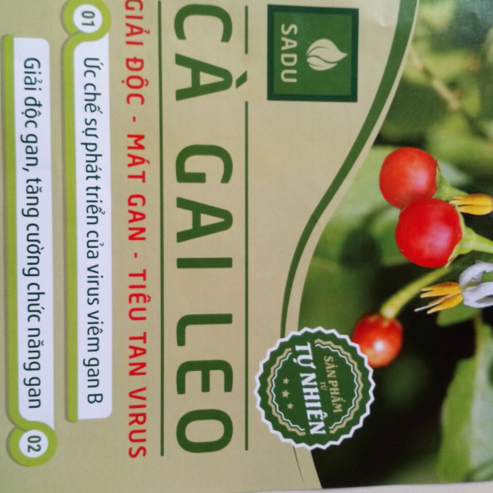 1kg trà túi lọc cà gai sadu