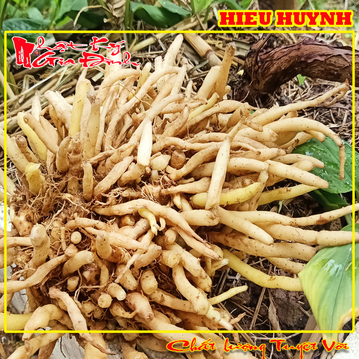 500gr Củ Ngãi Bún Nguyên Liệu Không Thể Thiếu Để Nấu Bún Cá Bún Mắm Miền Tây