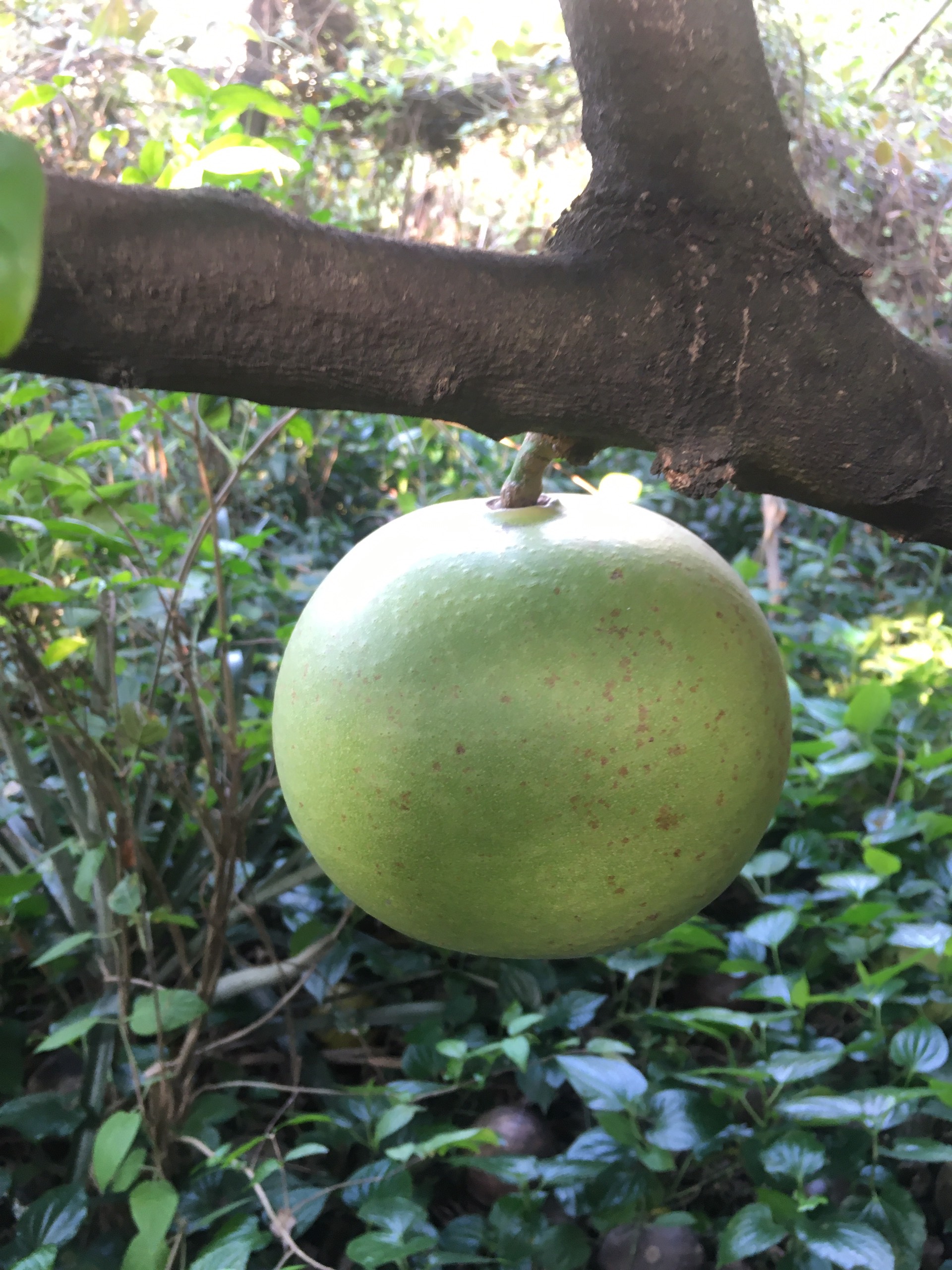 Trái đào tiên tươi (tính trái)