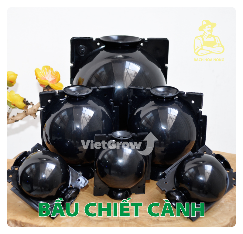 Combo 10 bầu chiết cành croco - size l , màu đen