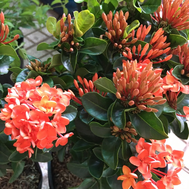 Cây mẫu đơn vàng cam siêu hoa
