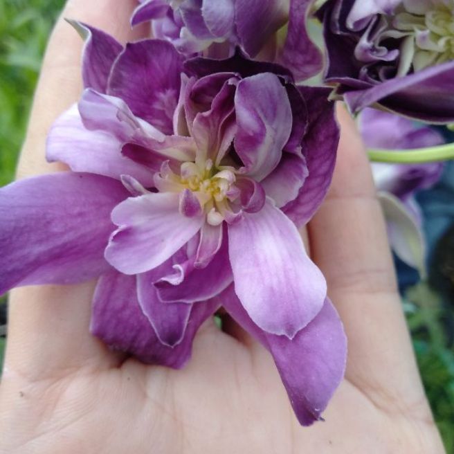 Lan hoa hồng cây giống