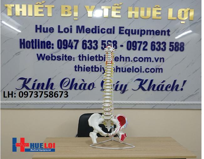 Mô hình xương cột sống , khung chậu 83cm