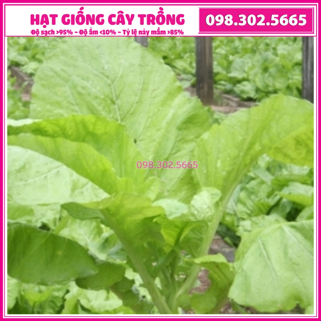 20g Hạt giống rau cải mơ - giống chất lượng tốt, năng suất cao